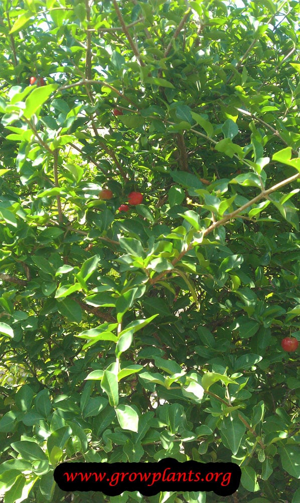 Malpighia glabra