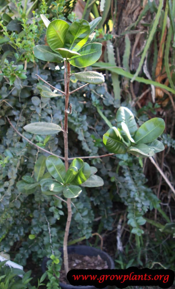 Mammea americana How to grow & care