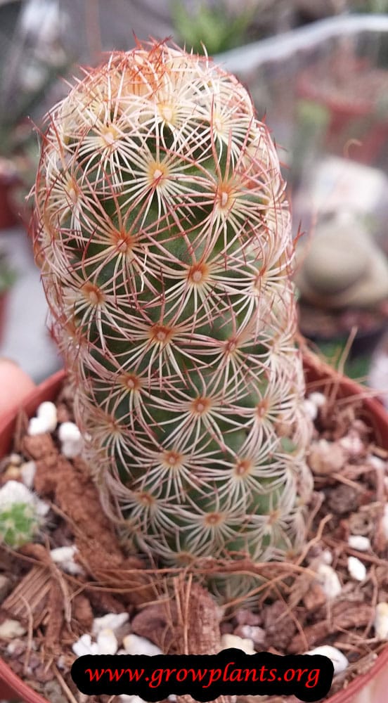 Mammillaria