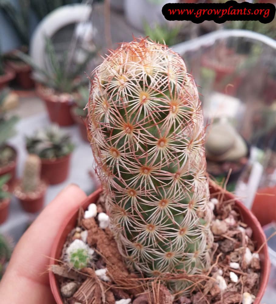 Growing Mammillaria elongata