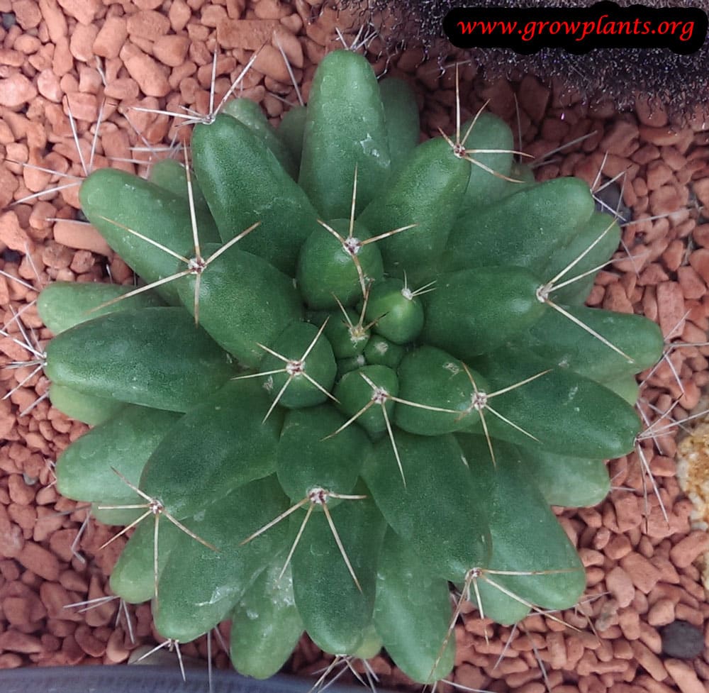 Mammillaria longimamma
