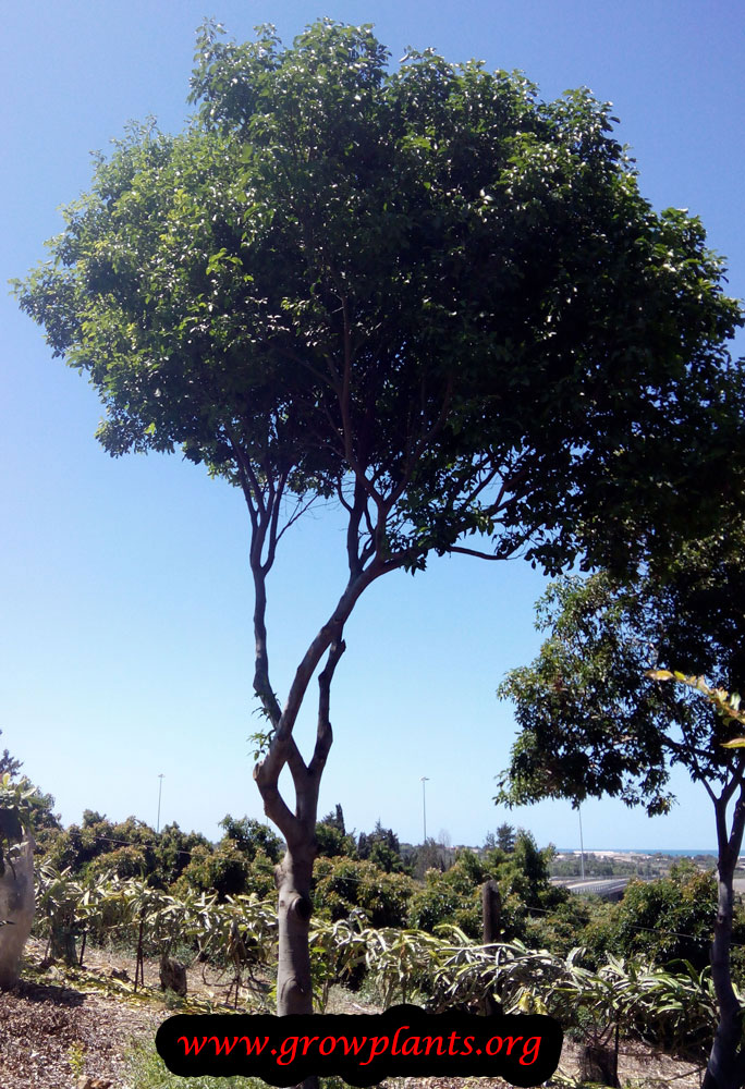 Mamoncillo How to grow plants