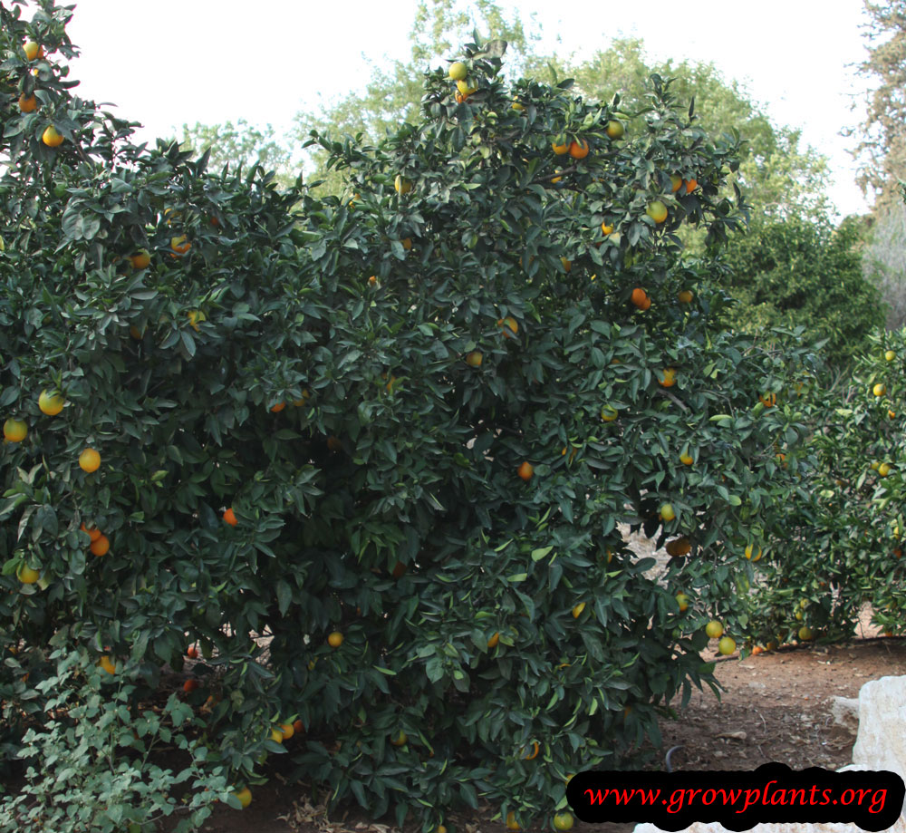 Mandarin tree How to grow & care