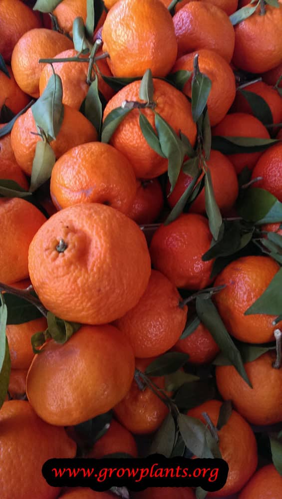 Mandarin tree How to grow & care