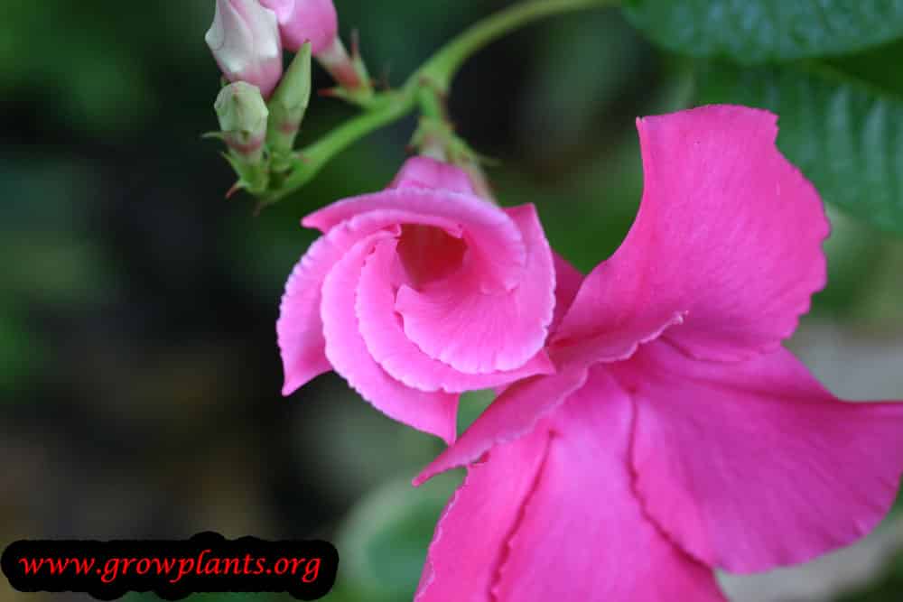 Mandevilla How to grow & care