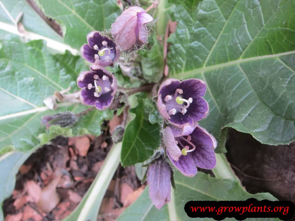 Mandrake plant How to grow & care