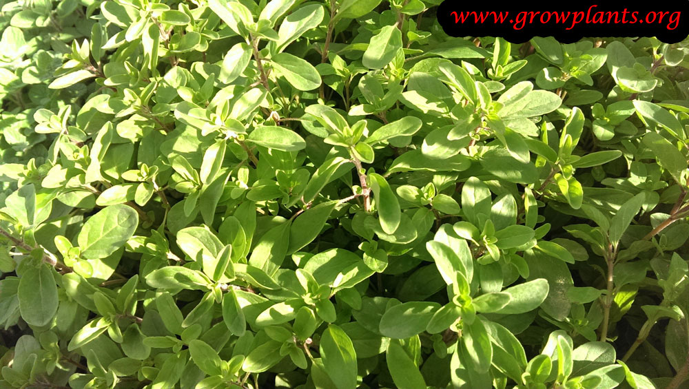 Marjoram How to grow & care