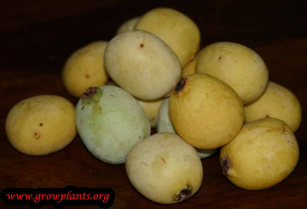 Marula tree - How to grow & care