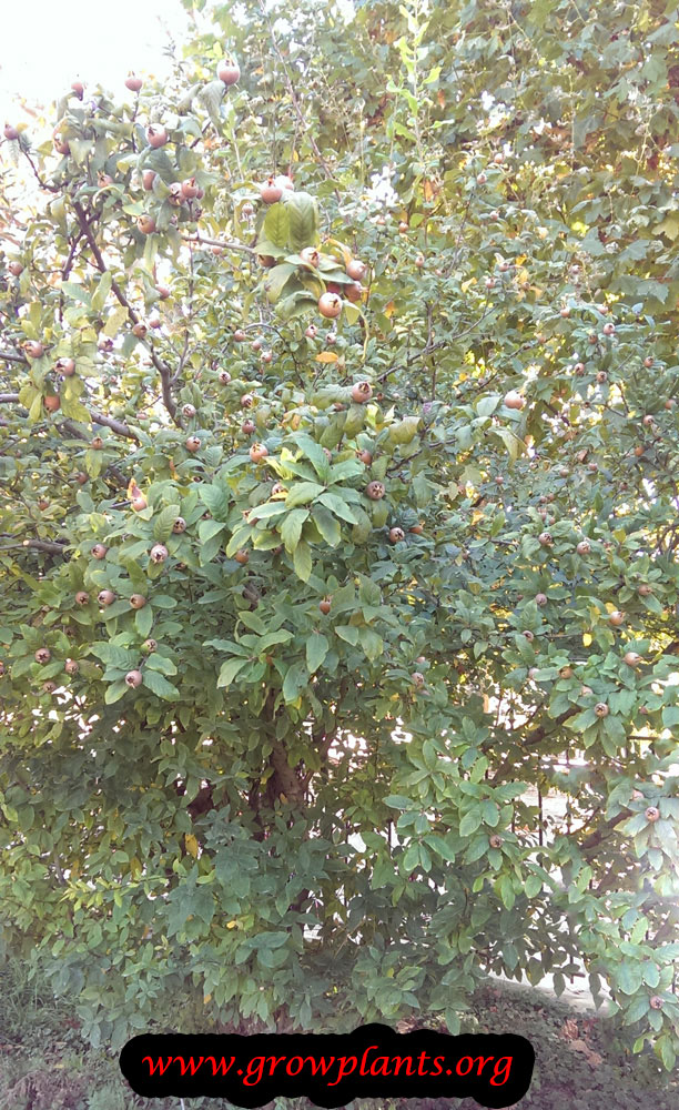Medlar tree