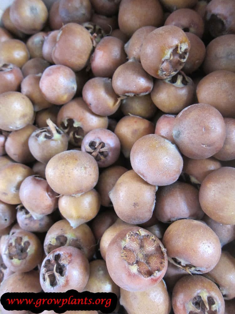 Harvest Medlar fruit