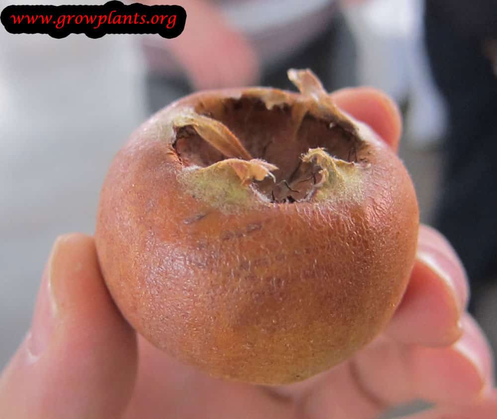 Medlar fruit care