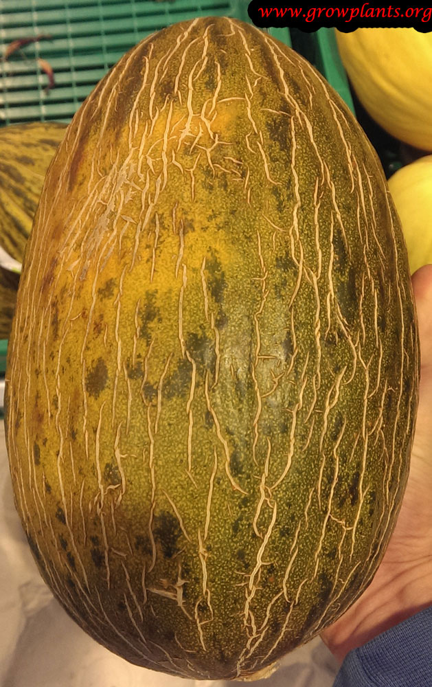 Harvesting Melon plant