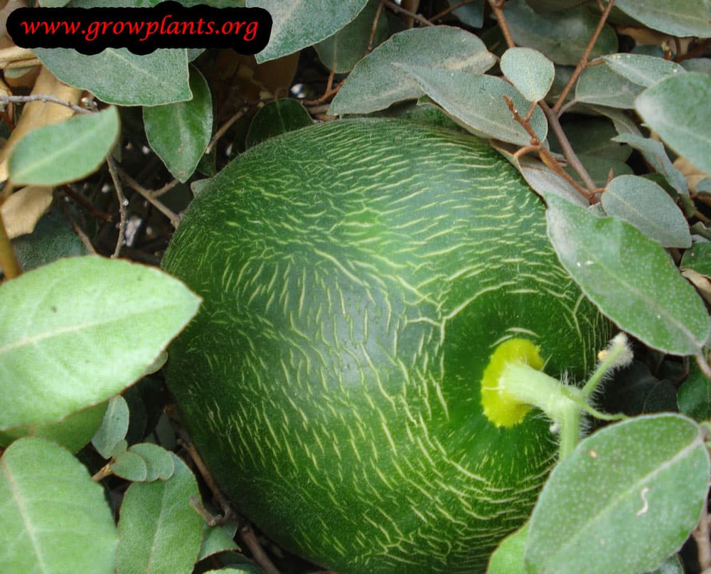 Growing and Harvest Melon fruits