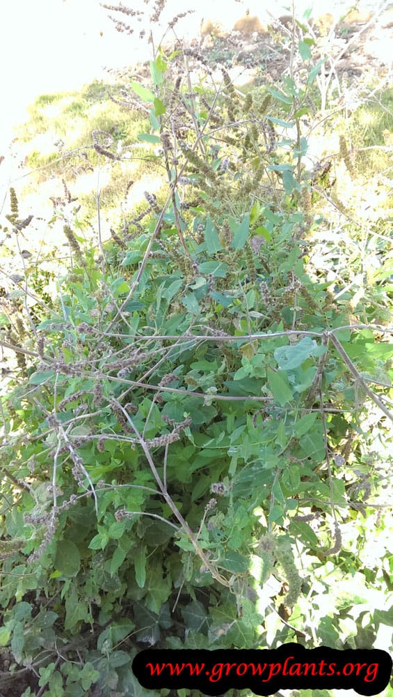 Mentha longifolia