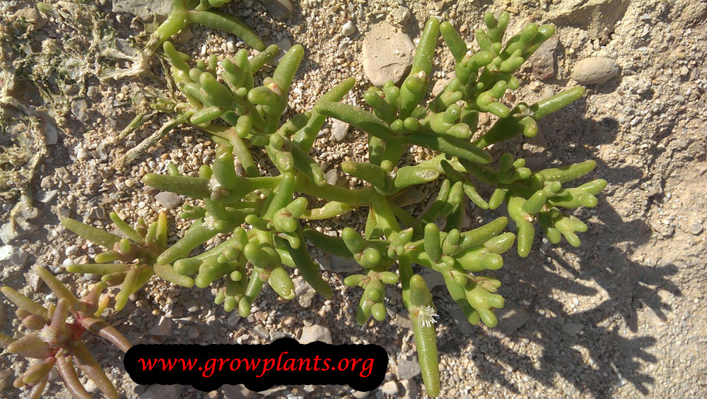 Growing Mesembryanthemum nodiflorum