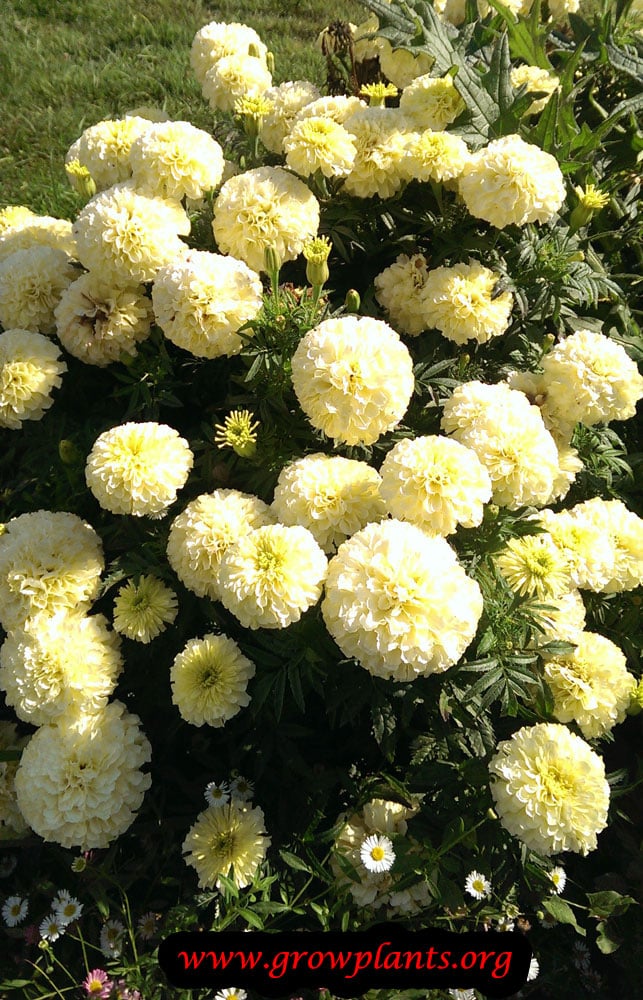 Mexican marigold - How to grow & care