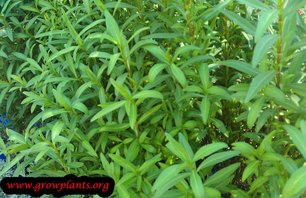 Mexican tarragon How to grow & care