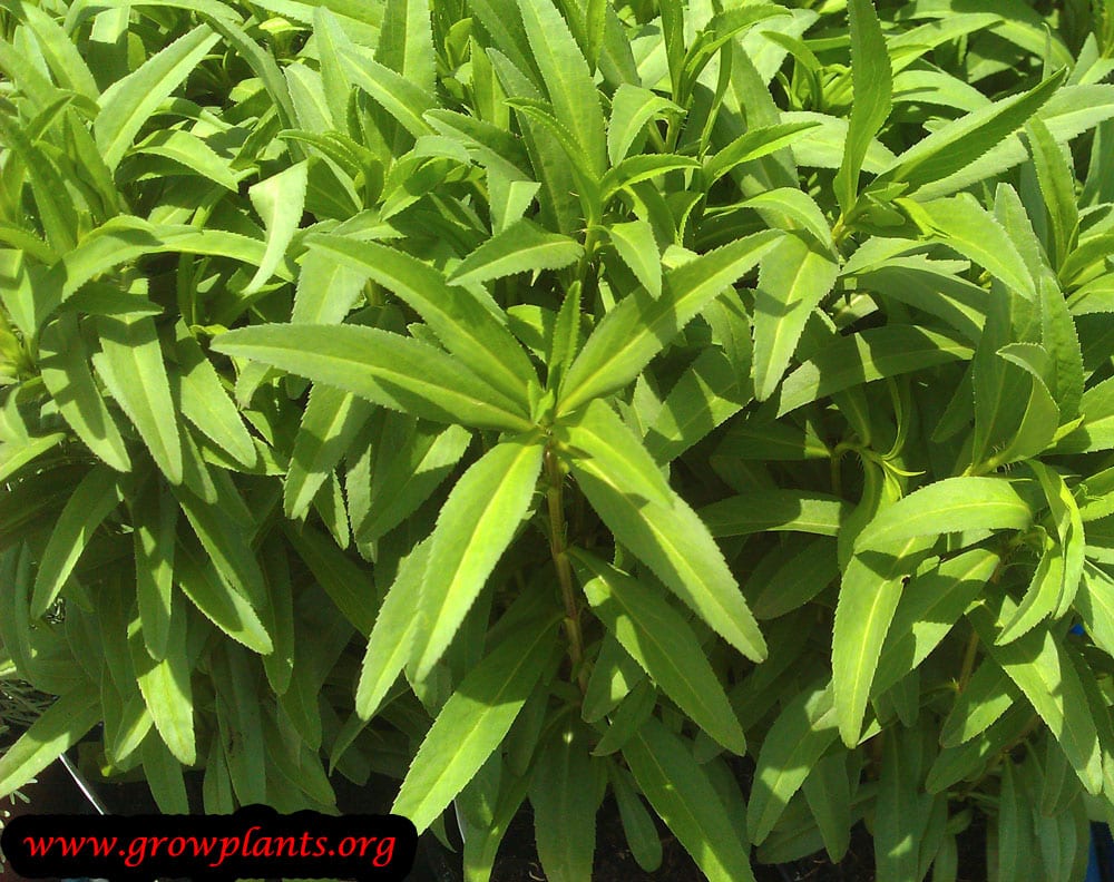Mexican tarragon How to grow & care