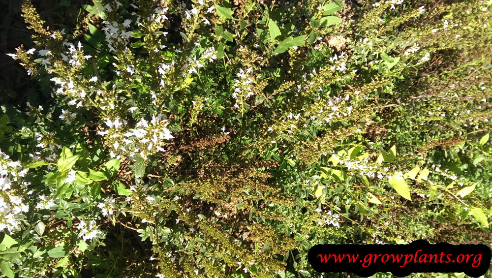Micromeria thymifolia