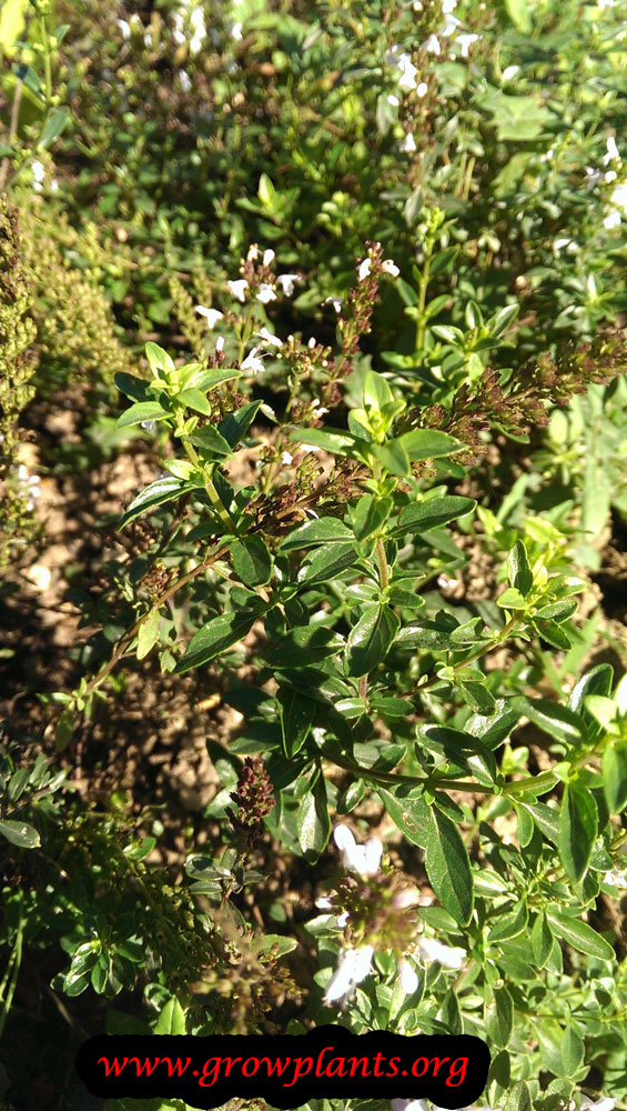 Growing Micromeria thymifolia