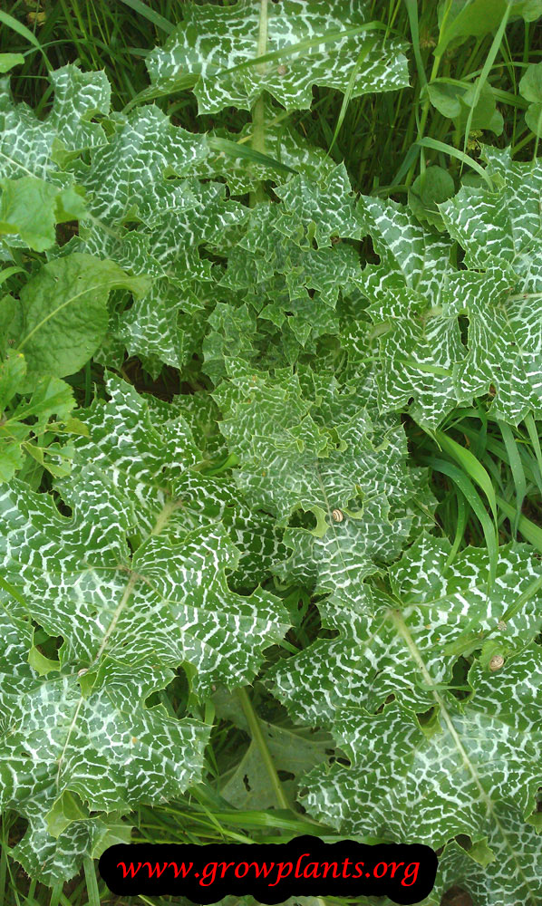 Milk thistle