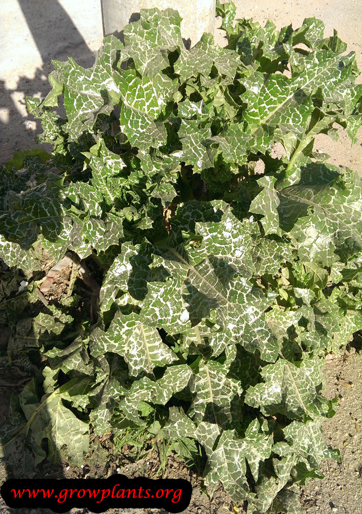 Growing Milk thistle