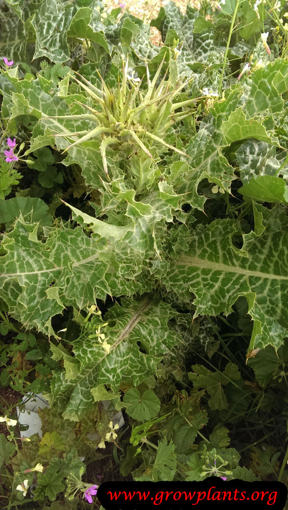 Harvesting Milk thistle