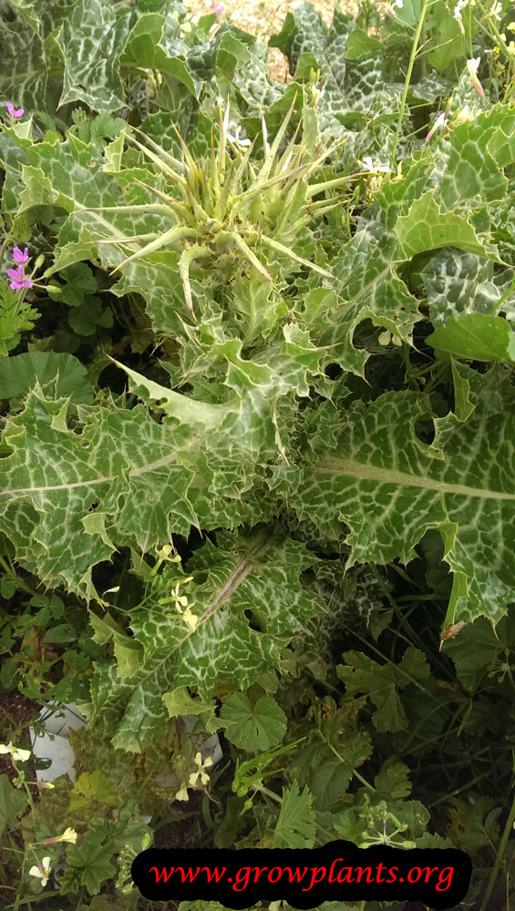 Milk thistle plant care