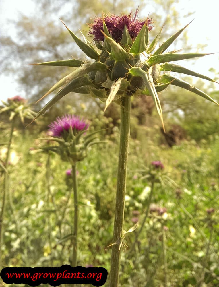 Harvesting Milk thistle buds