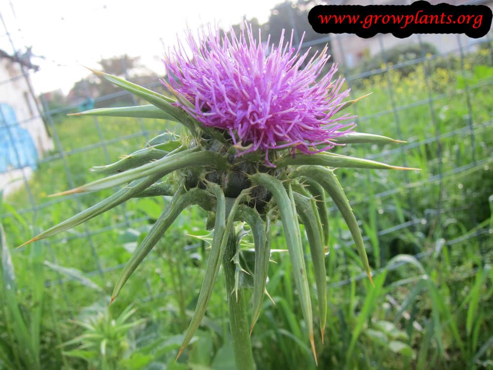 Milk thistle flower