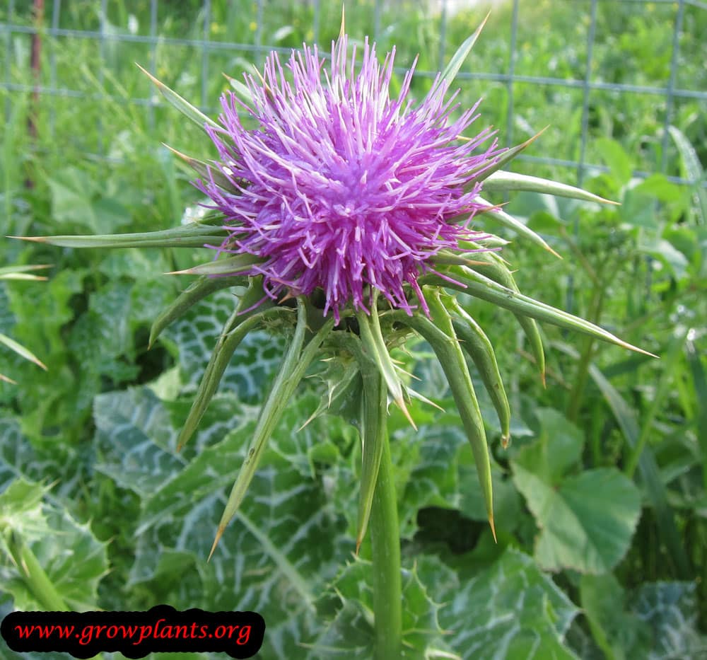 Milk thistle purple flower