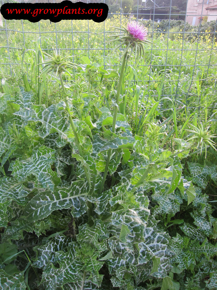 Milk thistle harvest leaves