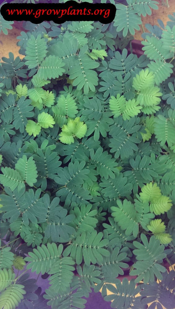 Mimosa pudica