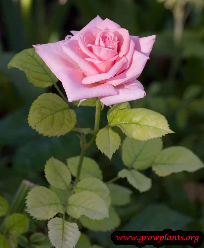 Miniature rose