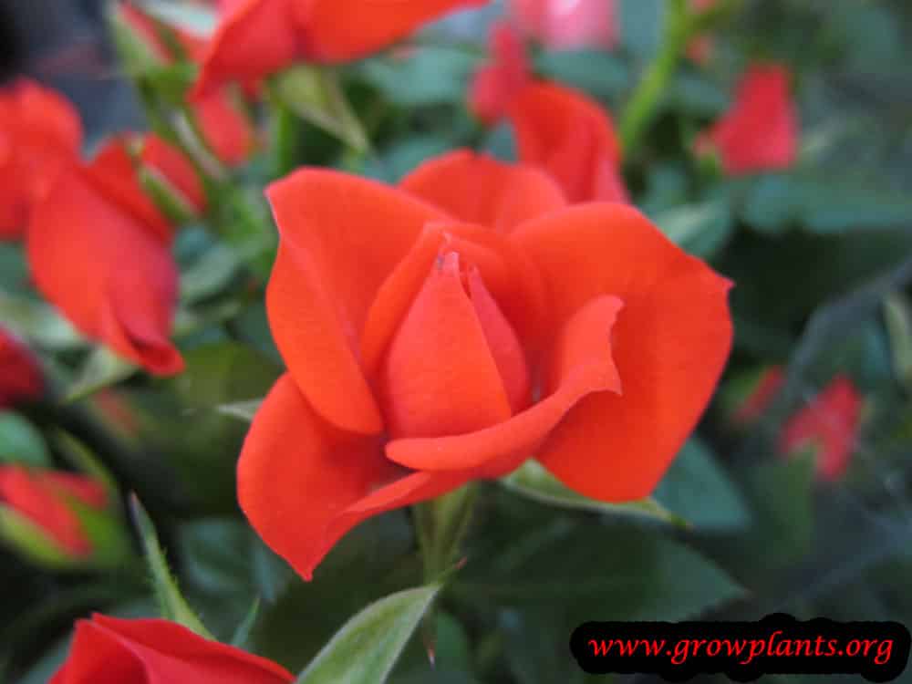 Growing miniature rose