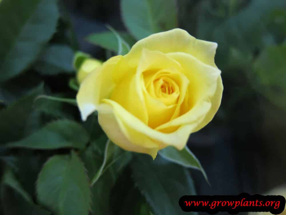 Miniature rose - cut flower