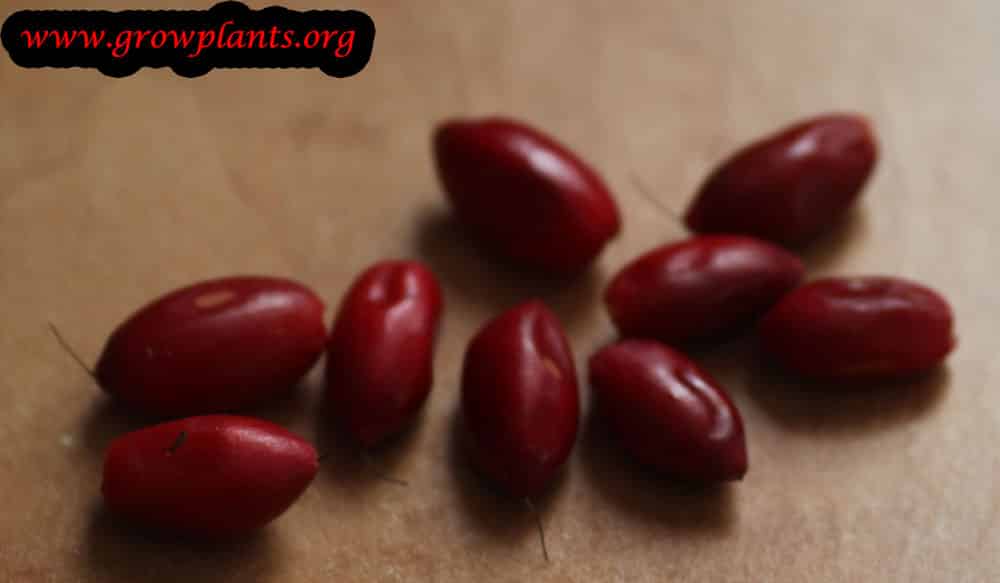 Miracle fruit How to grow & care