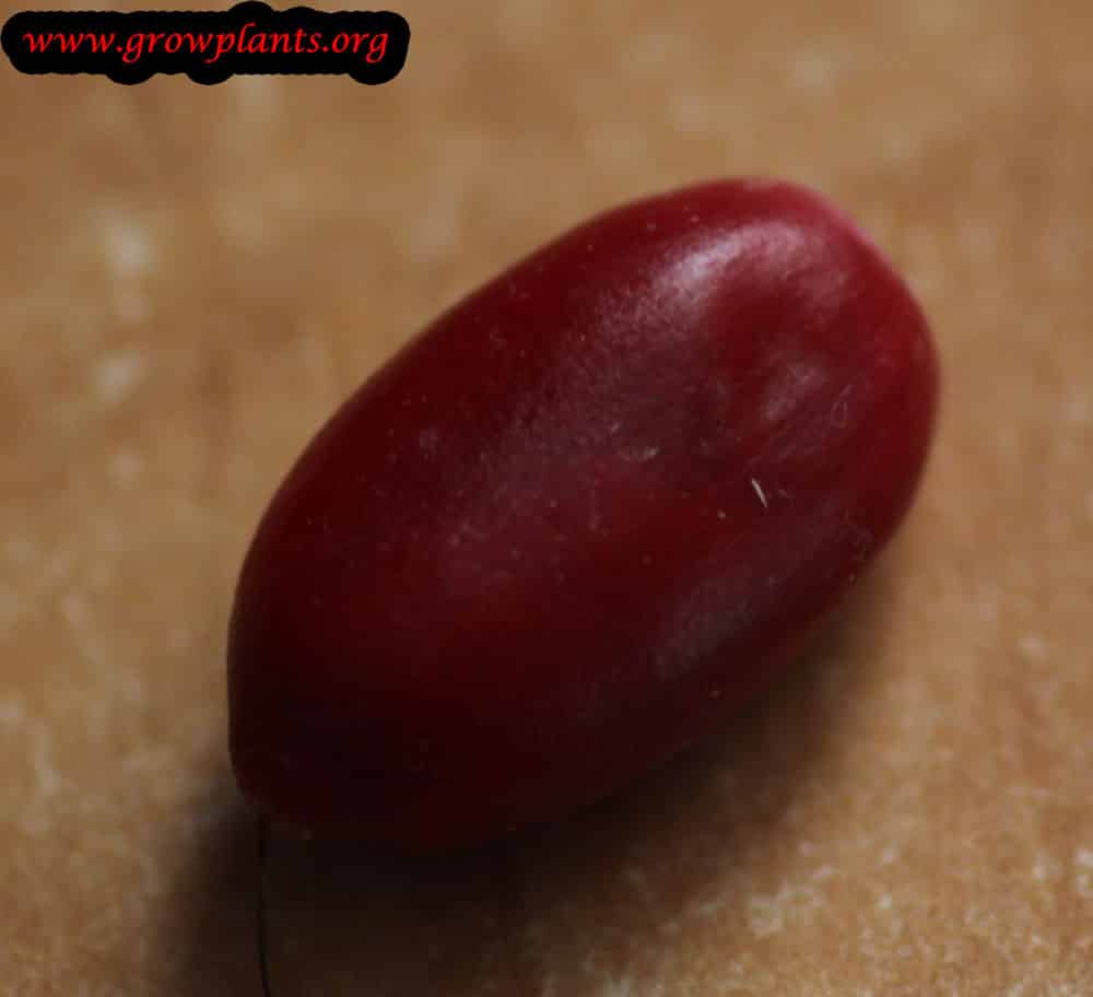 Growing Miracle fruit