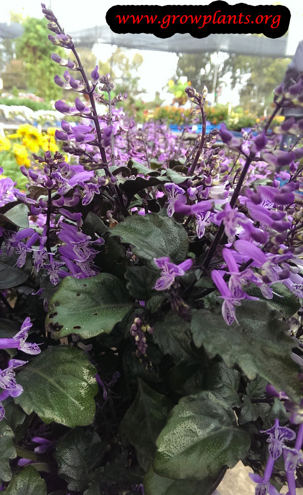 Mona lavender How to grow & care