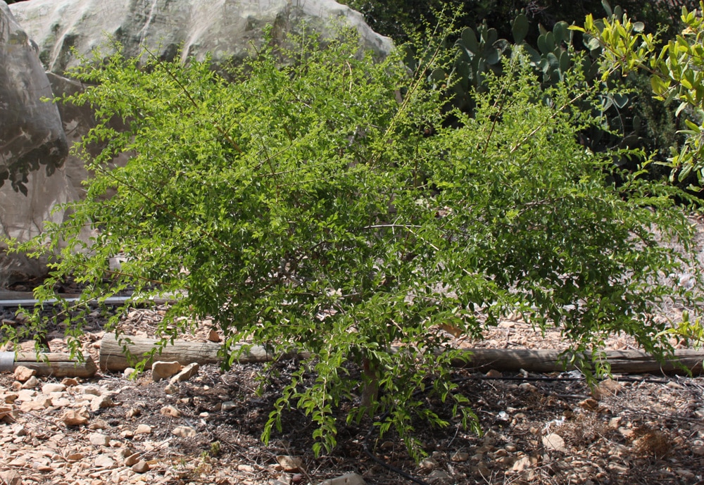 Monkey orange tree grow and care