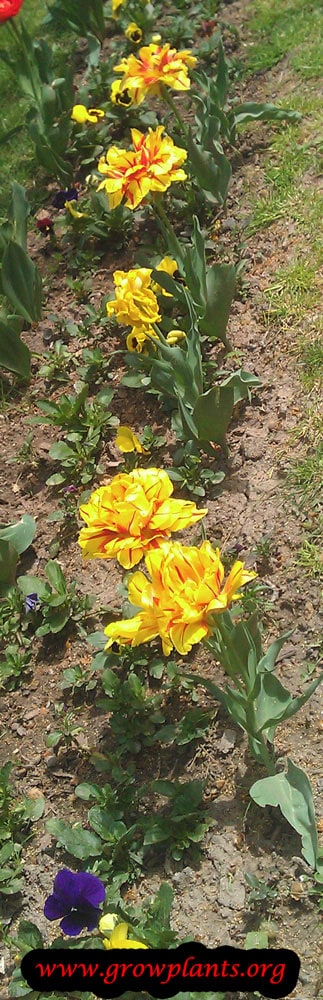 Monsella tulip