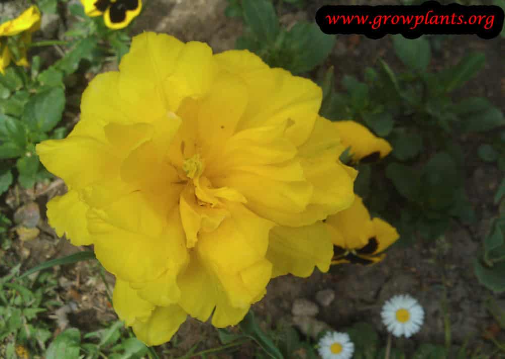 Growing Monsella tulip