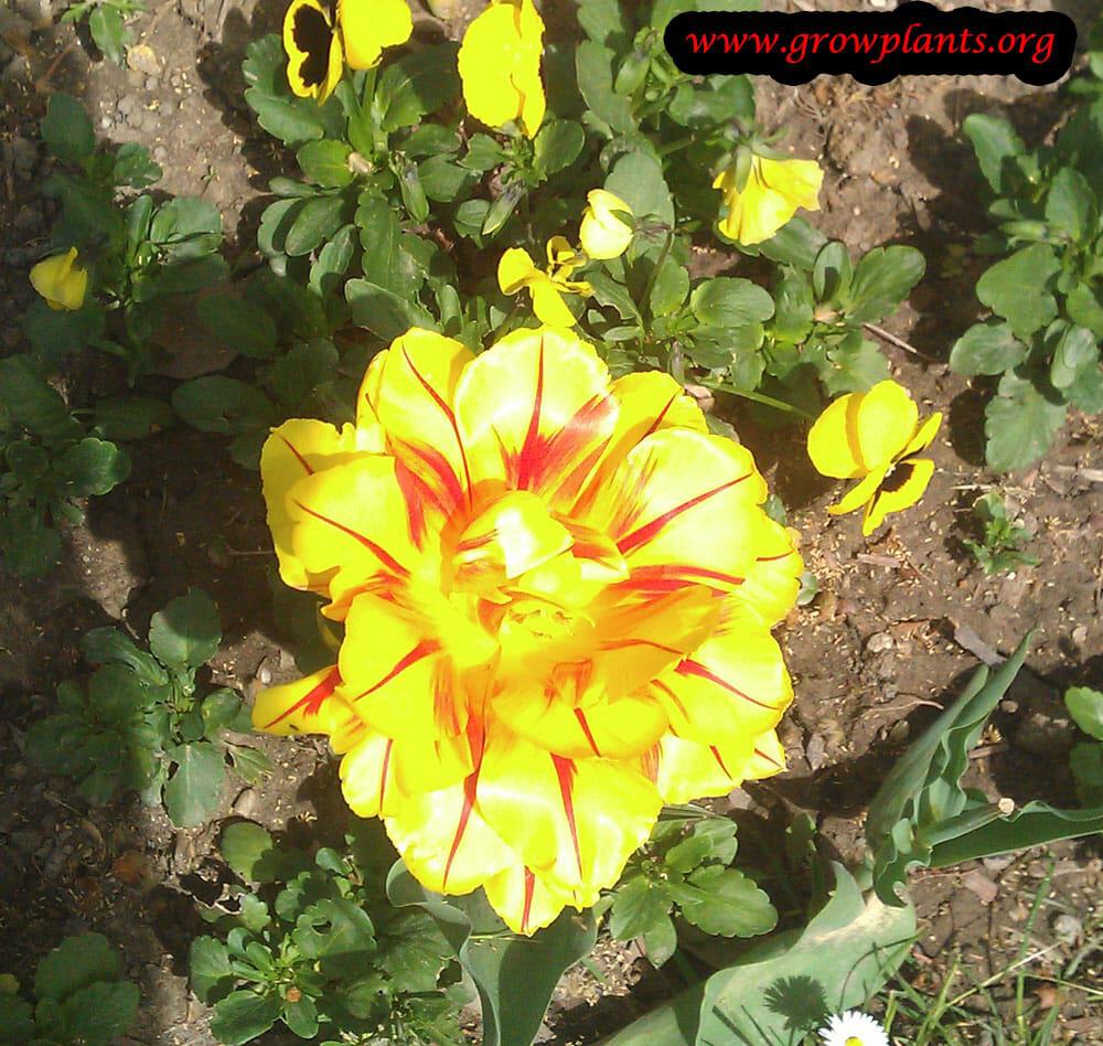 Monsella tulip flower