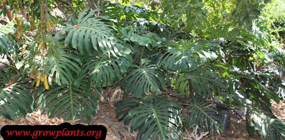 Monstera deliciosa