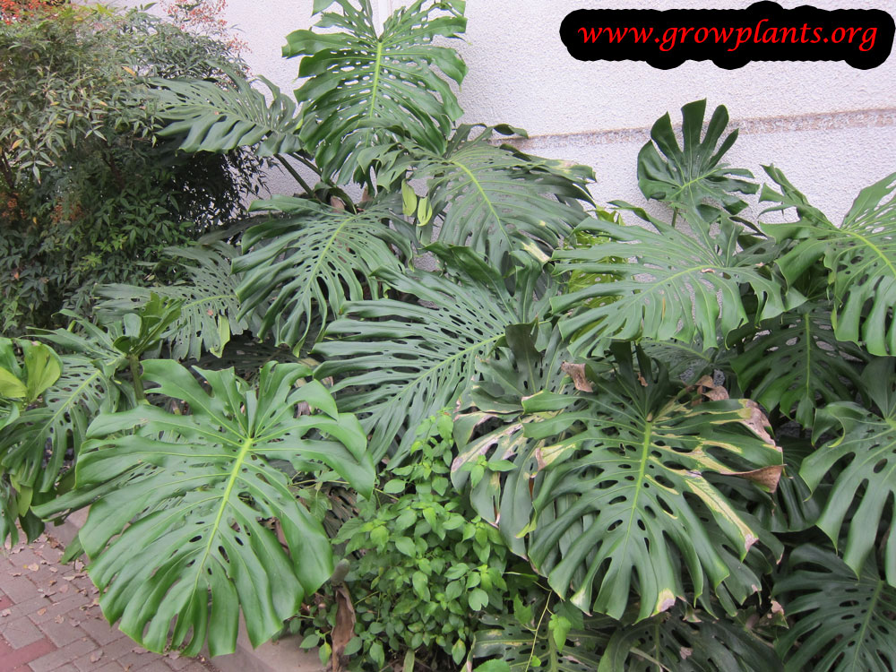 Growing Monstera deliciosa plant