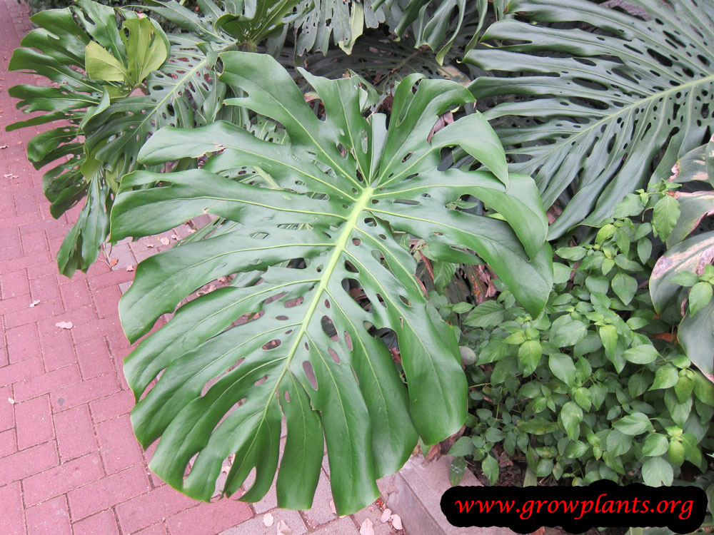 Monstera deliciosa leaves