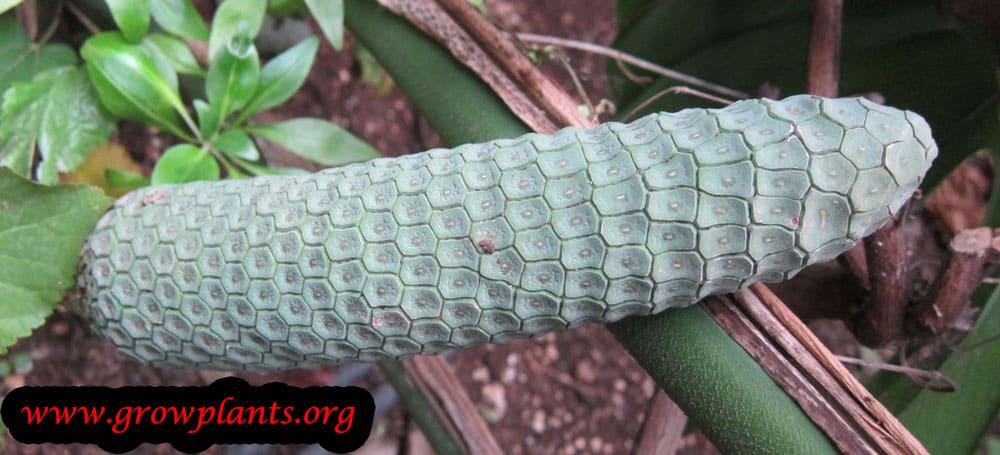 Monstera deliciosa fruits
