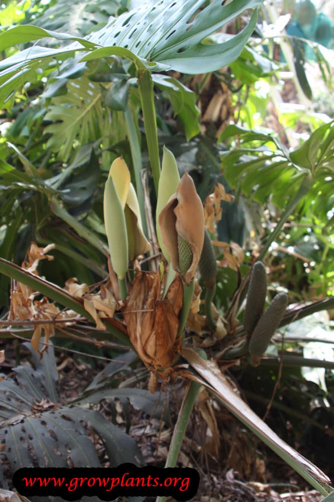 Monstera deliciosa care