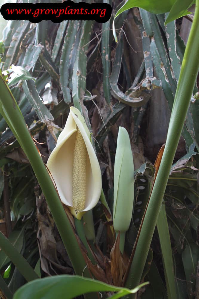 Monstera deliciosa care and gorw