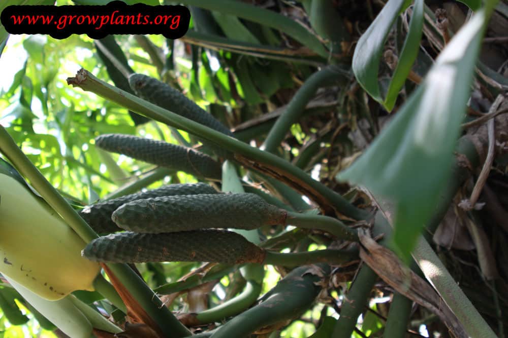 Harvesting Monstera deliciosa